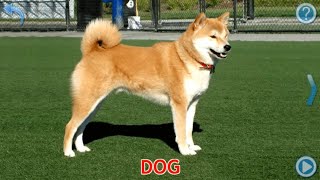 Doman cards. Domestic animals. Карточки Домана на английском языке. Домашние животные. Doman cards. Domestic animals. Карточки Домана на английском языке. Домашние животные.