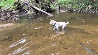 Puppy Shibe Learns How To Swim by The Angry Shiba Channel 54 views 1 year ago 12 seconds