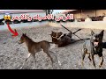 صديقي عطاني هديه فرس مع ولدها !! شوفو ردة فعل كلايمر 😳