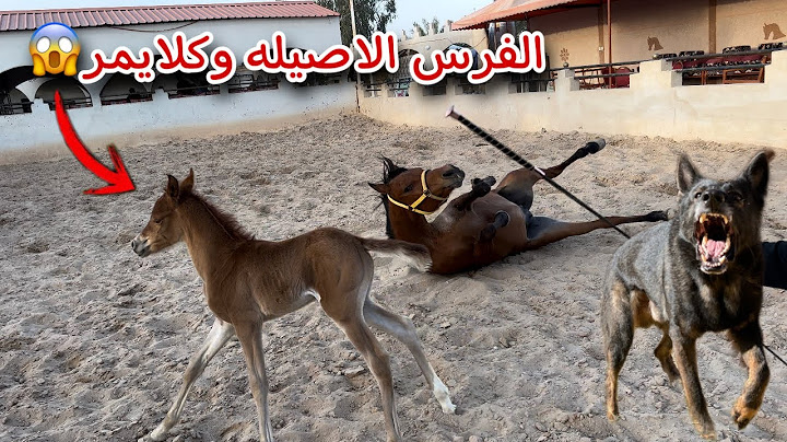 صديقي عطاني هديه فرس مع ولدها !! شوفو ردة فعل كلايمر 😳