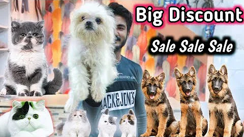 Video 6211721: persian cat, dog persiancat, pets