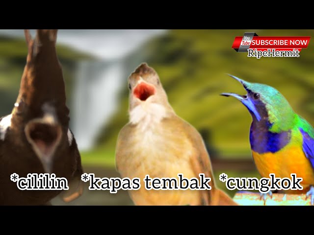 🔴MASTERAN CUNGKOK, CILILIN, KAPAS TEMBAK AUDIO JERNIH class=