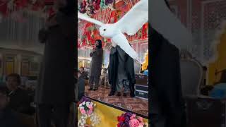 zeshan Khan rokhrri Edit#shorts #video #vairel