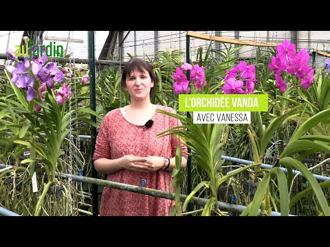 Vidéo: Cultiver des orchidées sur un rebord de fenêtre - Quelles sont les meilleures orchidées de rebord de fenêtre