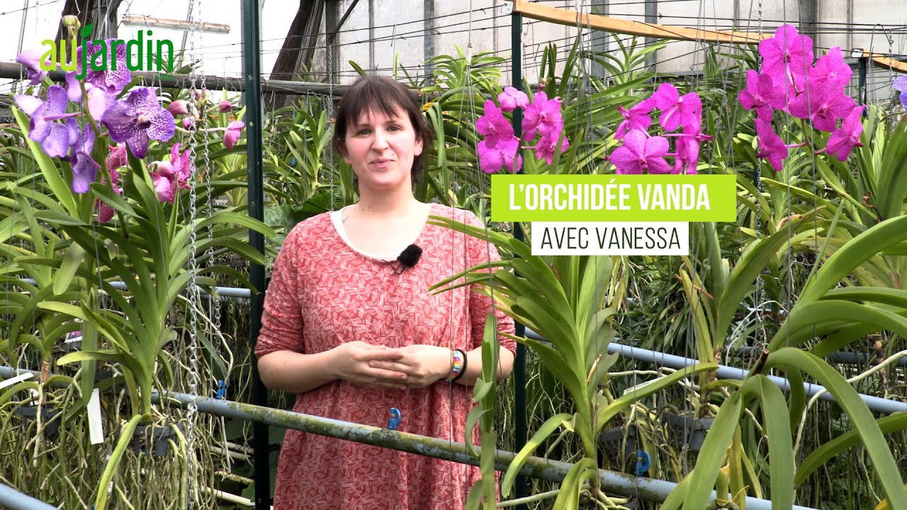 La vanda, une orchidée à la floraison bleue spectaculaire - Conseils de  culture - thptnganamst.edu.vn
