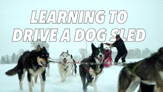 DOG SLEDDING in Jackson Hole, Wyoming: The ULTIMATE winter adventure, Call of the Wyld