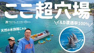 【超穴場】有名になる前に行って!野生イルカに会える港が高知にあった。【高知3泊4日旅】