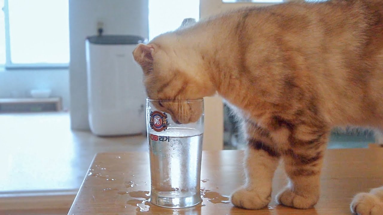 EP66 - 컵 속 물 찍어먹는 고양이 Cat drinking water from a glass! [Suri&Noel cat