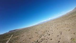 Red tail hawk checks out fpv drone