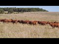 Adaptive grazing 101 what is adaptive grazing