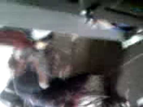 SILLY STRING WAKE UP