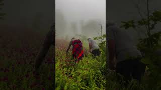 Iranian Borage Echium Amoenum, Ashkvarat, Gilan برداشت گل گاوزبان