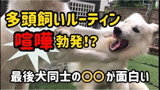 【お庭に放牧】大型犬と小型犬の多頭飼い我が家のある日の一コマ/White Swiss Shepherd & Chihuahua