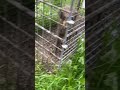 【箱罠捕獲】久しぶりのイノシシが箱罠に入りました！！程よいサイズ【狩猟】#イノシシ　#wildboar #狩りボーイ