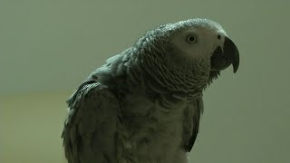 Petra the parrot talks to smart devices