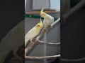 #cocataill yellow 💛 in gray!Nomi parrot house 🦜