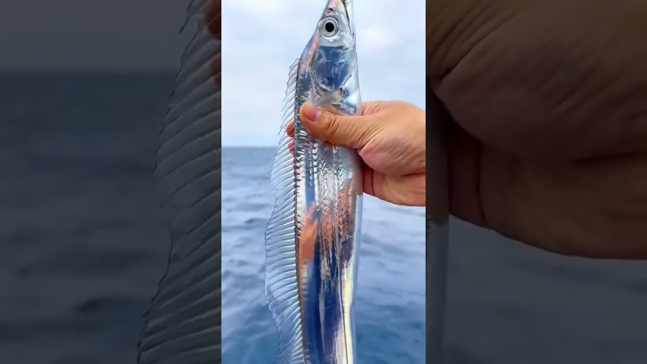  Discover The Fascinating Ribbon Fish Nature S Underwater Wonder MarineLife RibbonFish