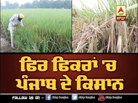 Punjab ਦੇ ਕਿਸਾਨ ਫਿਰ ਫਿਕਰਾਂ `ਚ | ABP SANJHA |