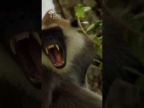 Did you know langurs and deer in Sri Lanka work together to survive? 🐒🦌