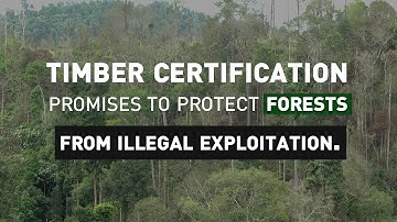 Making timber certification work for local markets