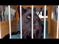An adult panther walks in the taiga 🌲🐾(ENG SUB)