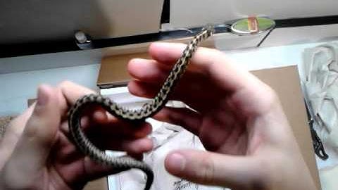 BHB Reptiles unboxing