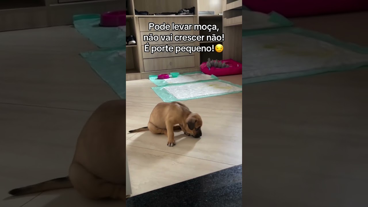 Pode levar😃😅 #caramelo #cachorro #animais #petsfofinhos #dogs