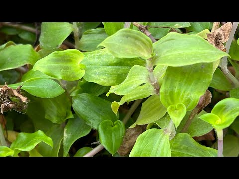 The Tradescantia fluvialis successfully spent the winter months in the basement without light!