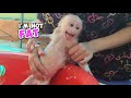 Baby monkey sugar funny angry being called fat while bathing