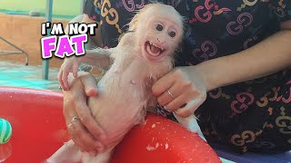 Baby Monkey SUGAR Funny Angry Being Called Fat while Bathing