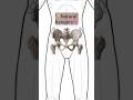 (10) 80’s Sports Jacket — Skeleton Logic