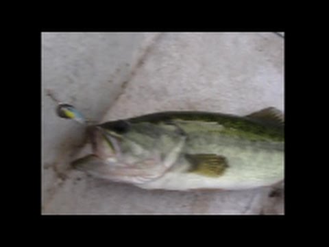 Video Fishing equipment for catfish