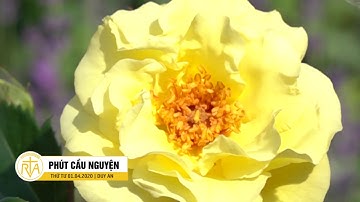 Phút Cầu Nguyện, Thứ Tư 01/04/2020: Tập Trung Vào Mục Tiêu Cao Cả Của Đời Mình