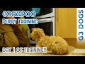 Chelsie - Cockapoo Puppy Training Chelsie - Cockapoo Puppy Training