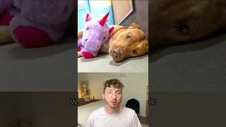 Stray Dog Kept Stealing Purple Unicorn From Dollar General