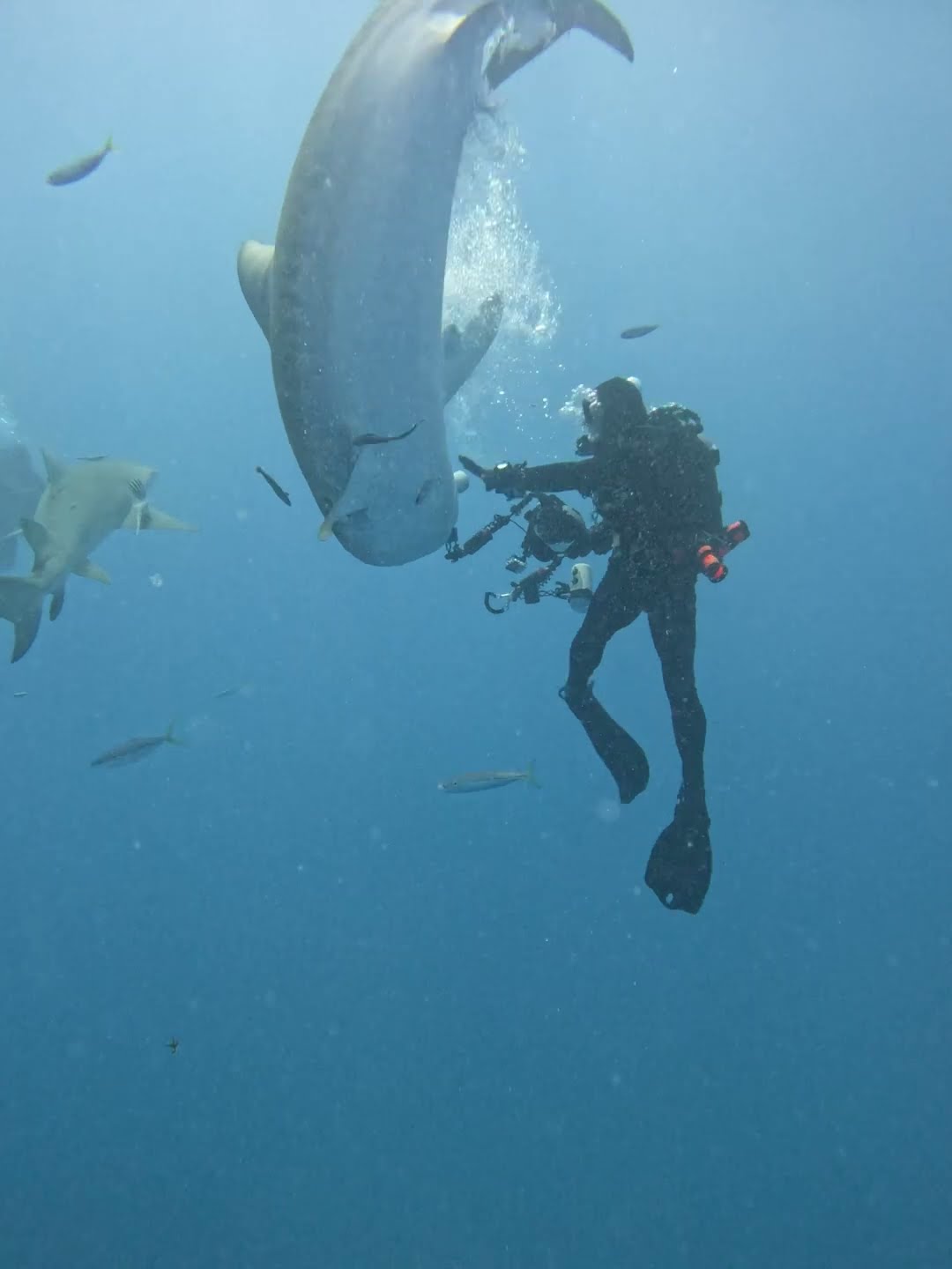 Tiger Shark Wants Bite Of Diver's Camera || ViralHog