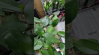 350р. отцветашки. Акция на Антуриум от 5шт. #orchid #обзорорхидейвмагазине #обзорорхидей #цветы
