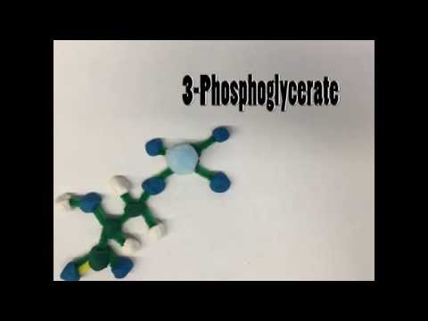 RuBisCO Functional Tutorial