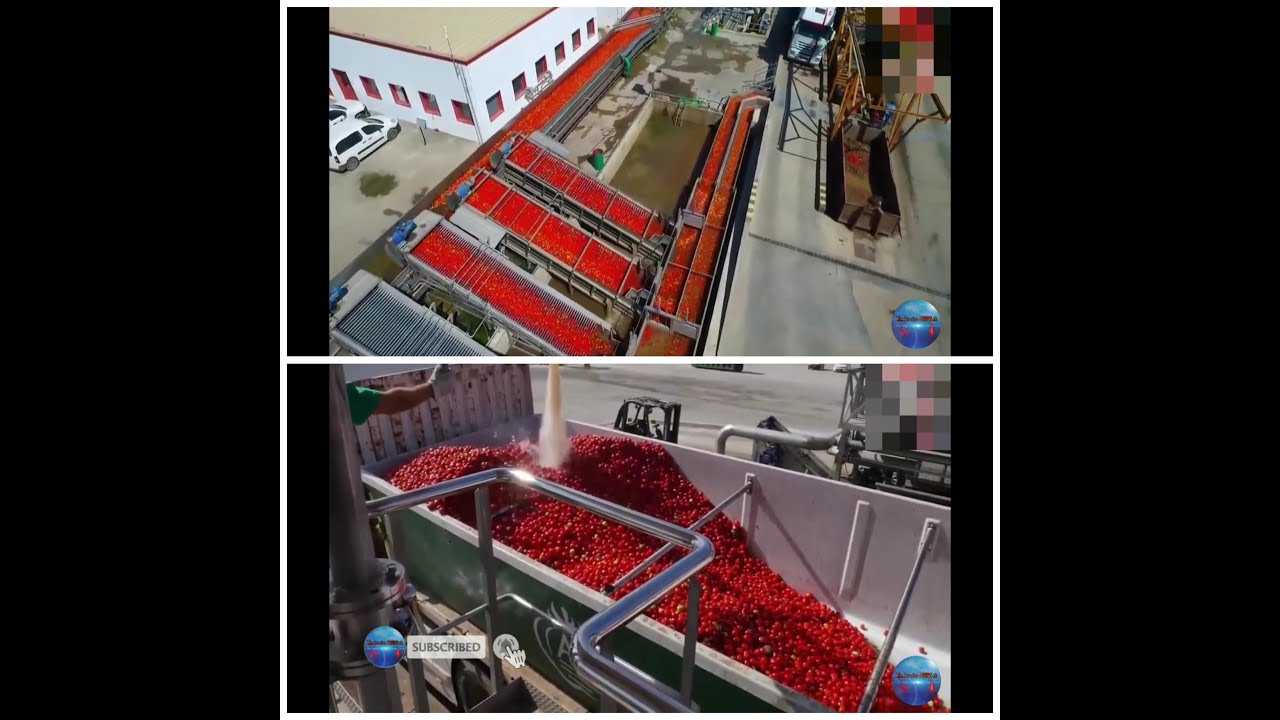 Amazing how they Processed tons of TOMATOES in Factory... YouTube