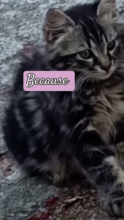 Julian Lennon &Because#cat #hearttouchingstory #julian #nostalgia #betty #couchto5k #album #james