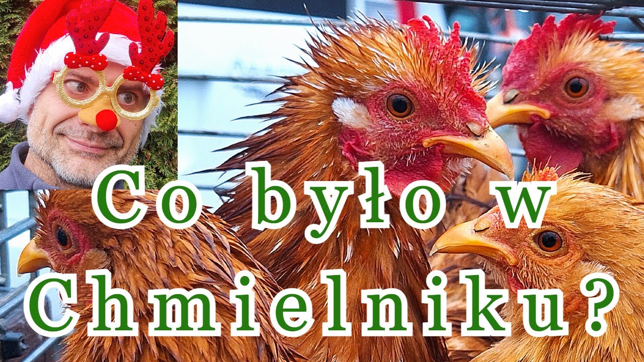 Od 5 złotych Targ Chmielnik ceny zwierząt