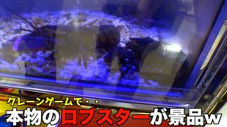 [Crane Game / UFO Catcher] screenshot 5