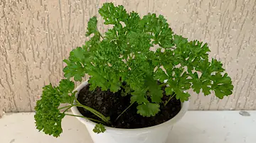 Como plantar salsinha no vaso passo a passo?
