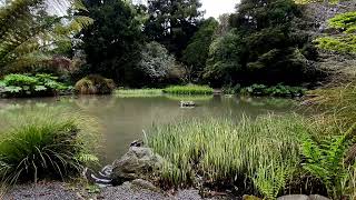 5-min Tranquility Timeout - Ducklings in Spring at the Botanic Gardens with birds singing screenshot 4