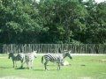 Funny Zebra in Safari - Six Flags