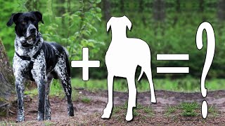 7 Amazing German shorthaired pointer Mixes Cross Breed Dogs / Gsp Mixes