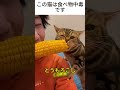 この猫は食べ物中毒です