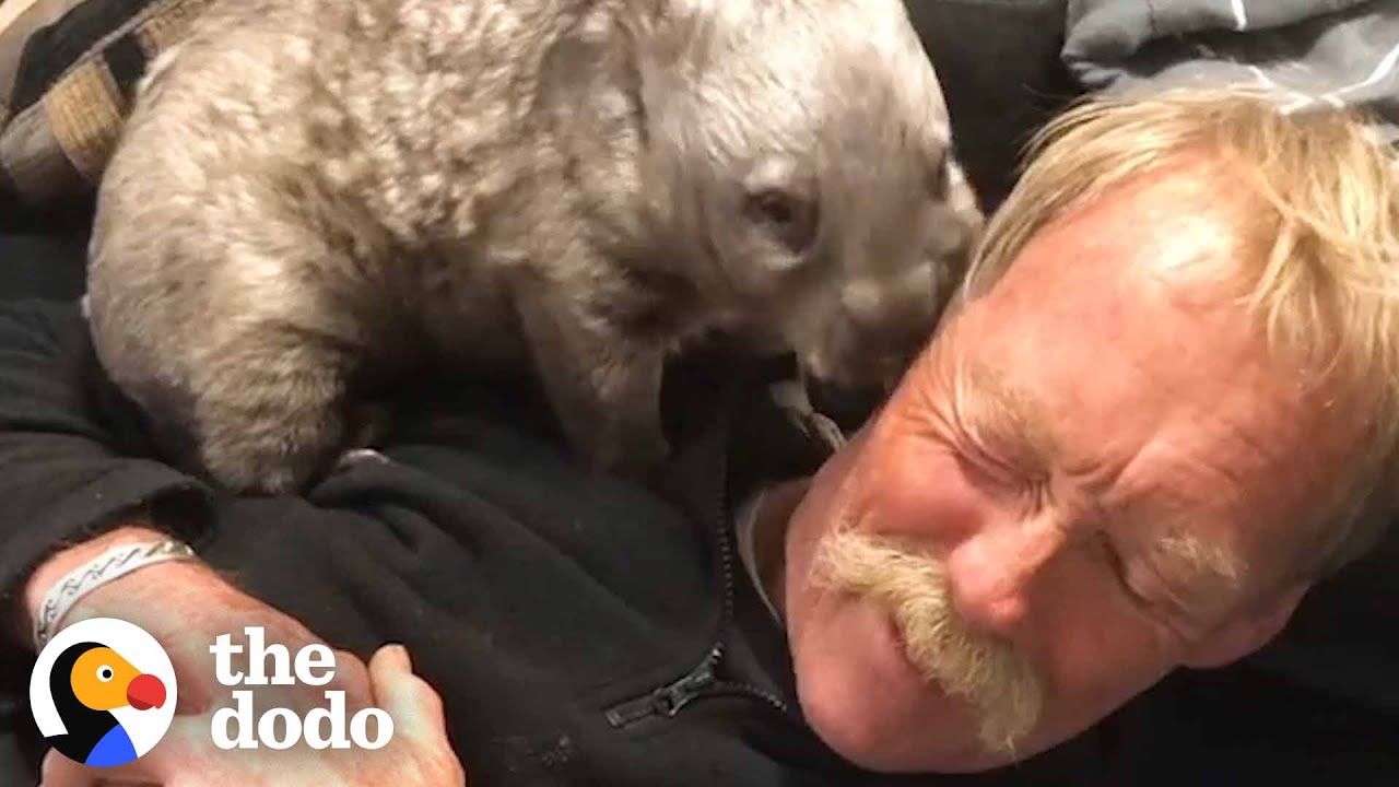 Sweet Tiny Wombat Turns His House Upside Down When He Becomes A Teenager - The Dodo