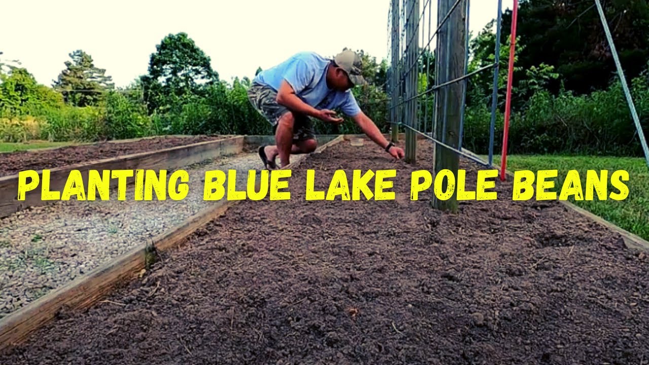 Planting Blue Lake Pole Beans || Stringless FM1K - YouTube