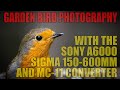 Garden Bird Photography with the Sigma 150-600mm, Sony a6000 and MC-11 Converter